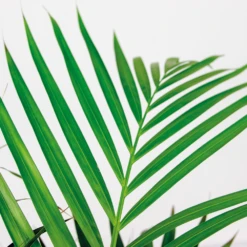 Dypsis Lutescens Incl. Panier En Jonc De Mer - Facile D'entretien - ⌀21 Cm - ↕100-110 Cm 7 Dypsis Lutescens Incl. Panier En Jonc De Mer - Facile D'entretien - ⌀21 Cm - ↕100-110 Cm -Emerald Soldes 640b7898e19b00.69601100