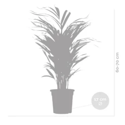 Dypsis Lutescens - Golden Palm - Plante D'intérieur - Entretien Facile - ⌀17 Cm - ↕60-70 Cm 9 Dypsis Lutescens - Golden Palm - Plante D'intérieur - Entretien Facile - ⌀17 Cm - ↕60-70 Cm -Emerald Soldes 640b789a5b86e1.39070279