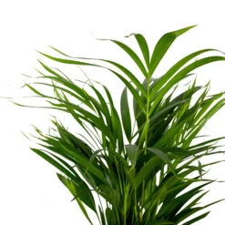 Dypsis Lutescens - Golden Palm - Plante D'intérieur - Entretien Facile - ⌀17 Cm - ↕60-70 Cm 7 Dypsis Lutescens - Golden Palm - Plante D'intérieur - Entretien Facile - ⌀17 Cm - ↕60-70 Cm -Emerald Soldes 640b789a61f743.14431000