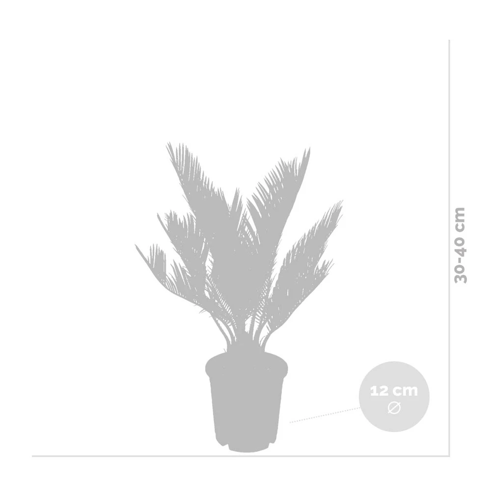 2x Cycas Revoluta – Peace Palm – Palmier – Facile D'entretien - ⌀12 Cm - ↕30-40 Cm 4 2x Cycas Revoluta – Peace Palm – Palmier – Facile D'entretien - ⌀12 Cm - ↕30-40 Cm – Image 4