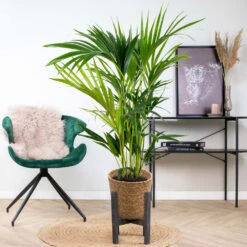 Howea Forsteriana Incl. Panier En Jonc De Mer - Palmier Kentia - Purificateur D'air - ⌀19 Cm - ↕90-100 Cm -Emerald Soldes 640b789e4b9212.65106370