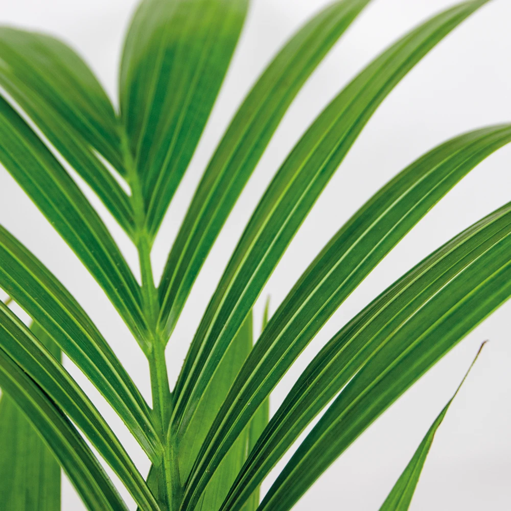 Howea Forsteriana Incl Seagrass Basket - Palmier Kentia - Purificateur D'air - ⌀19 Cm - ↕90-100 Cm 3 Howea Forsteriana Incl Seagrass Basket - Palmier Kentia - Purificateur D'air - ⌀19 Cm - ↕90-100 Cm – Image 3