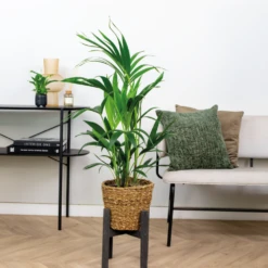 Howea Forsteriana Incl Seagrass Basket - Palmier Kentia - Purificateur D'air - ⌀19 Cm - ↕90-100 Cm 8 Howea Forsteriana Incl Seagrass Basket - Palmier Kentia - Purificateur D'air - ⌀19 Cm - ↕90-100 Cm -Emerald Soldes 640b78a0818a38.30649967