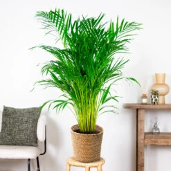 Dypsis Lutescens Incl. Panier En Jonc De Mer - Palmier Doré - ⌀21 Cm - ↕100-110 Cm -Emerald Soldes 640b78a18cf930.54558956