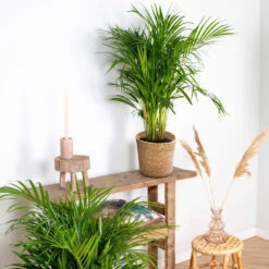 Dypsis Lutescens Incl. Panier En Jonc De Mer - Palmier Doré - ⌀20 Cm - ↕90-100 Cm -Emerald Soldes 640b78a2886787.17371081