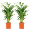 2x Dypsis Lutescens - Palmier Doré - Plante D'intérieur - Facile D'entretien - ⌀17 Cm - ↕60-70 Cm