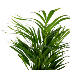 2x Dypsis Lutescens - Palmier Doré - Plante D'intérieur - Facile D'entretien - ⌀17 Cm - ↕60-70 Cm -Emerald Soldes 640b78a39680a7.80679516