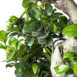 Ficus Microcarpa 'ginseng' En Forme De S – Bonsaï – Plante D'intérieur – ⌀22 Cm - ↕60-70 Cm -Emerald Soldes 640b78a4b356b4.88157147