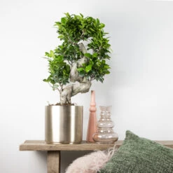Ficus Microcarpa 'ginseng' En Forme De S – Bonsaï – Plante D'intérieur – ⌀22 Cm - ↕60-70 Cm -Emerald Soldes 640b78a4b84080.59068324