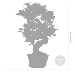 2x Ficus Microcarpa 'ginseng' En Forme De S – Bonsaï – Plante D'intérieur – ⌀22 Cm - ↕60-70 Cm 9 2x Ficus Microcarpa 'ginseng' En Forme De S – Bonsaï – Plante D'intérieur – ⌀22 Cm - ↕60-70 Cm -Emerald Soldes 640b78a5c747c3.13322966