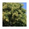 Savonnier Paniculata/pot De 10l - 125/150 Cm