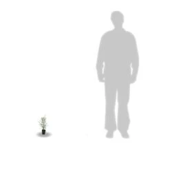 Eucalyptus Gunni France Bleu® 'rengun'/pot De 7,5l - 40/60 Cm 12 Eucalyptus Gunni France Bleu® 'rengun'/pot De 7,5l - 40/60 Cm -Emerald Soldes 6411c525786818.65301056