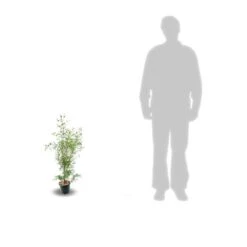 Eucalyptus Gunni France Bleu® 'rengun'/pot De 7,5l - 40/60 Cm 13 Eucalyptus Gunni France Bleu® 'rengun'/pot De 7,5l - 40/60 Cm -Emerald Soldes 6411c525840195.31640674