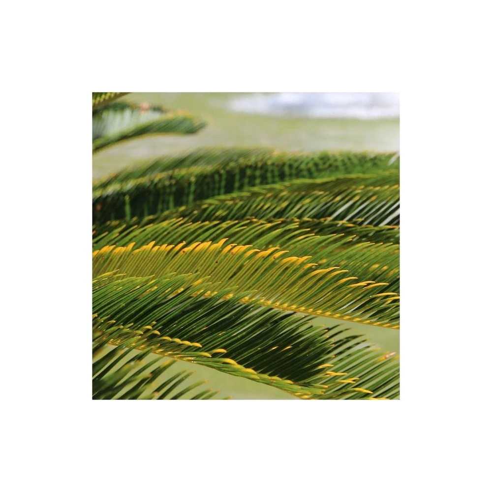 Cycas Du Japon/pot De 25l - 60/80 Cm 2 Cycas Du Japon/pot De 25l - 60/80 Cm – Image 2