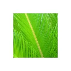 Cycas Du Japon/pot De 25l - 60/80 Cm 7 Cycas Du Japon/pot De 25l - 60/80 Cm -Emerald Soldes 6411c5b365ae74.91314817