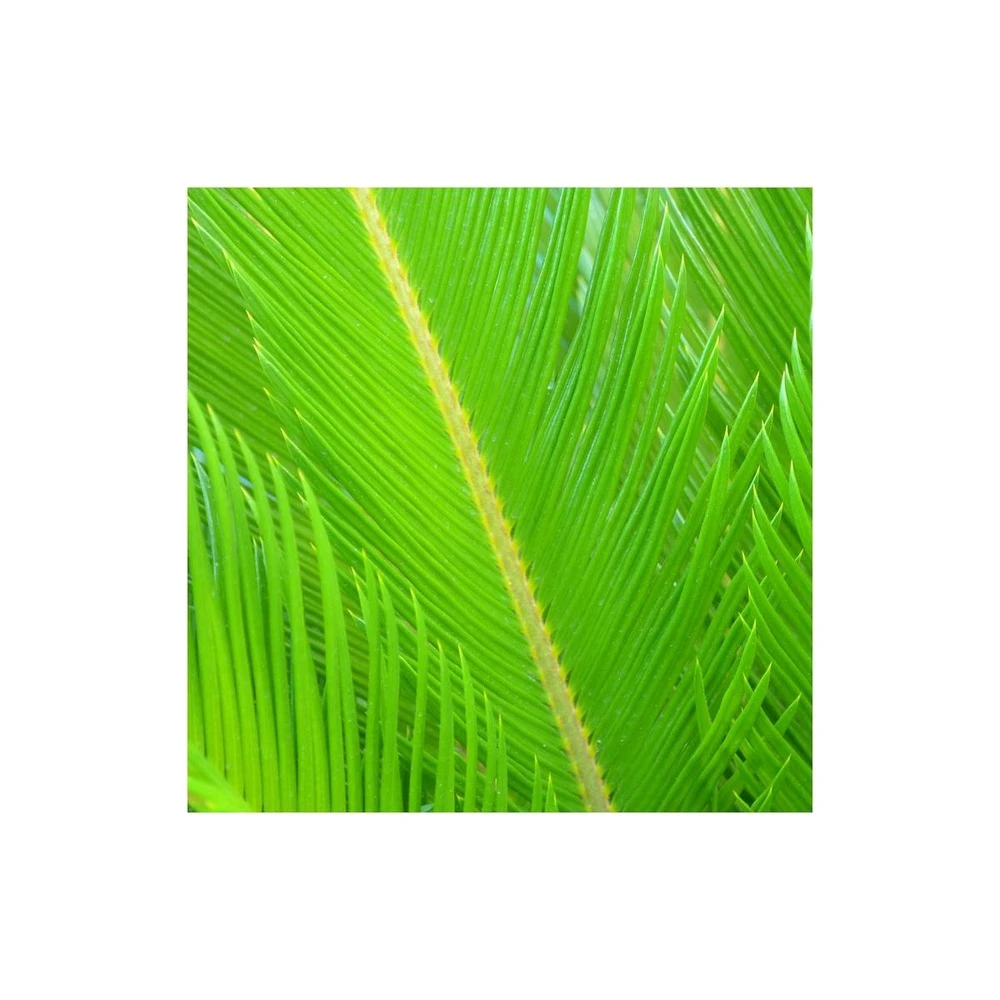Cycas Du Japon/pot De 70l - Stipe 40/50 Cm 4 Cycas Du Japon/pot De 70l - Stipe 40/50 Cm – Image 4