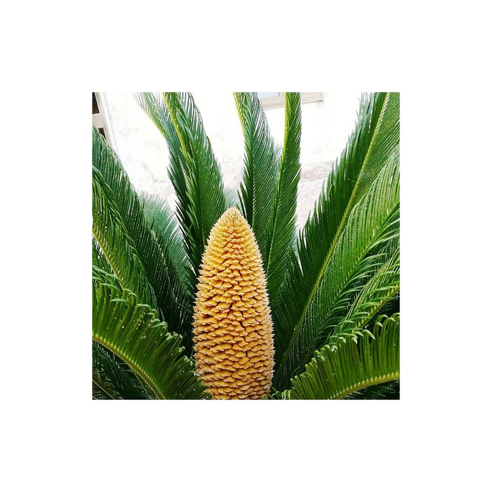 Cycas Du Japon/pot De 70l - Stipe 40/50 Cm 3 Cycas Du Japon/pot De 70l - Stipe 40/50 Cm – Image 3