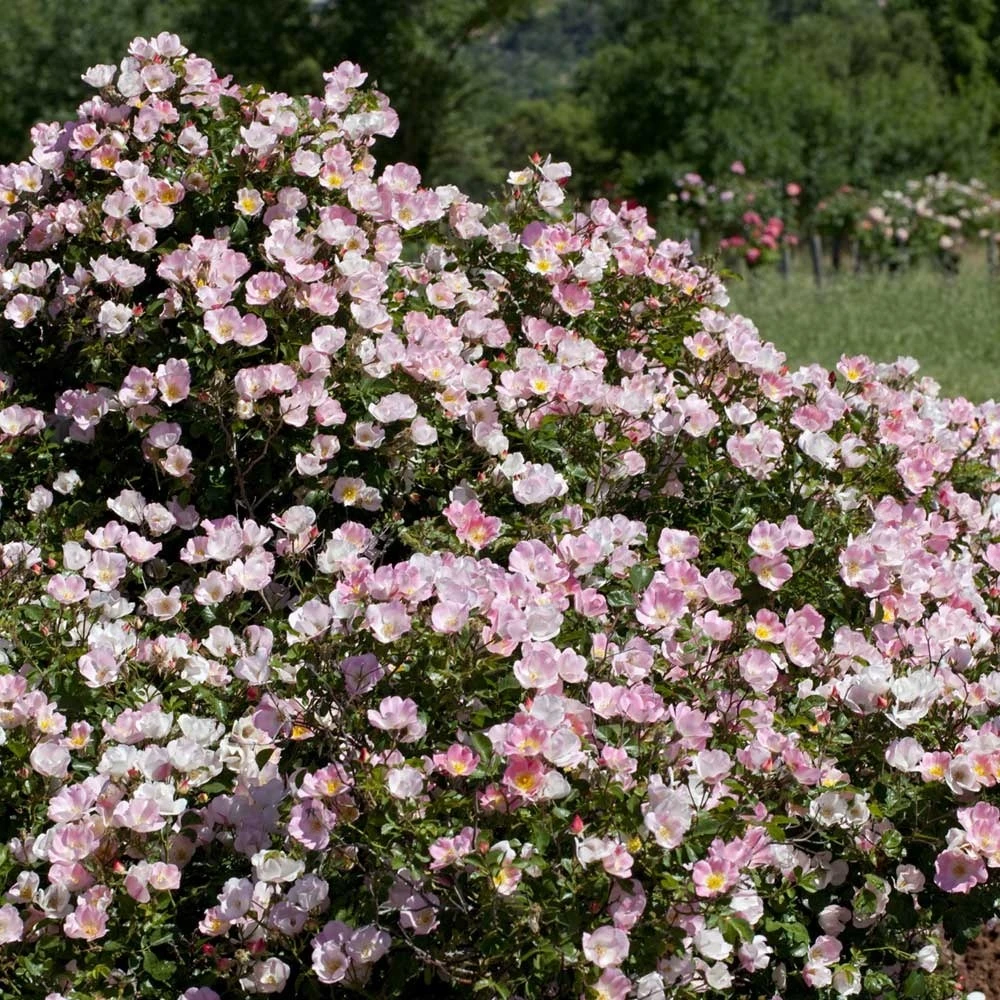 Rosier Bingo Meillandecor ® Meipotal Le Pot De 2l 1 Rosier Bingo Meillandecor ® Meipotal Le Pot De 2l