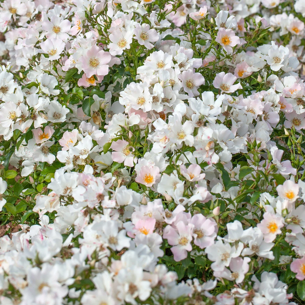 Rosier Champs Elysees ® Meiplumty Le Pot De 2l 1 Rosier Champs Elysees ® Meiplumty Le Pot De 2l