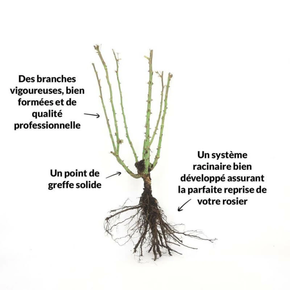 Rosier 'sutter's Gold' - 2 Rosier 'sutter's Gold' - – Image 2