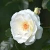 Rosier Grimpant 'neige D'avril' -