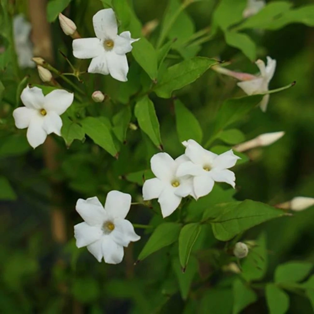 Jasmin Officinal 'affine' - Jasminum Officinalis 3l 2 Jasmin Officinal 'affine' - Jasminum Officinalis 3l – Image 2