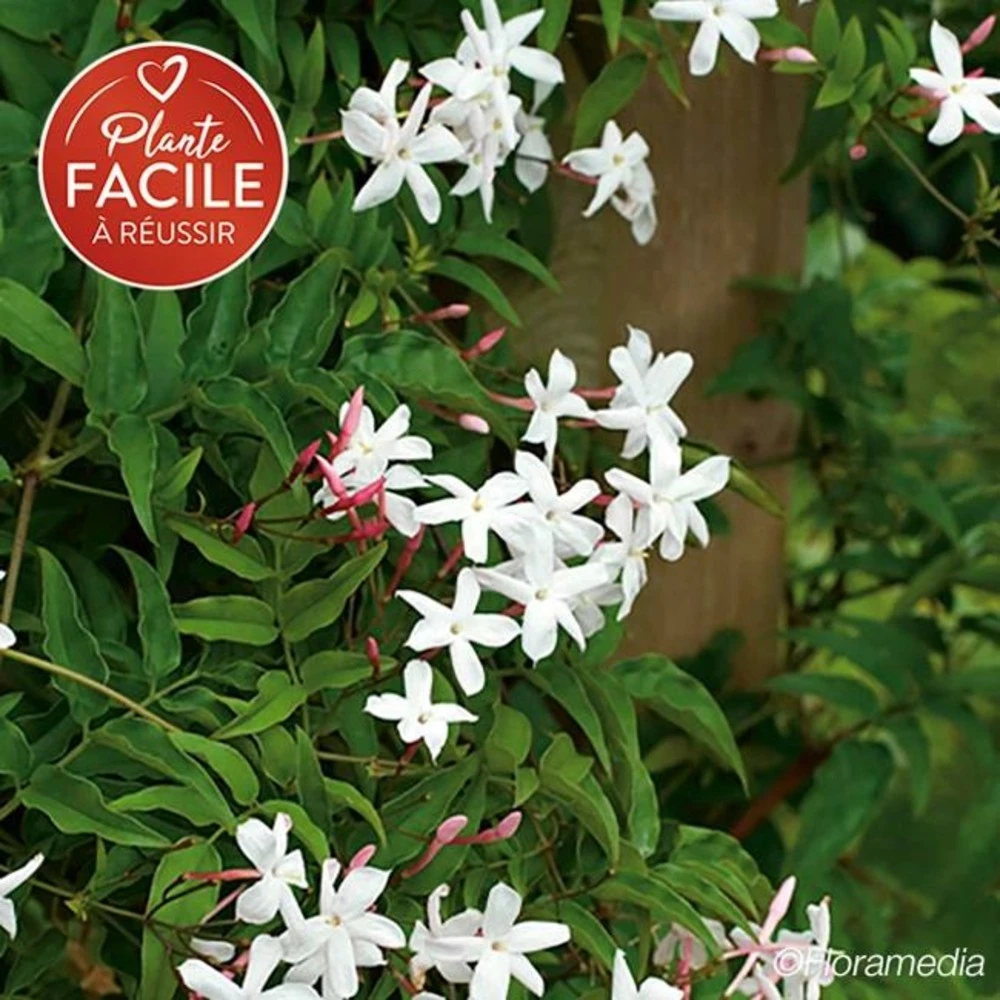 Jasmin Officinal 'affine' - Jasminum Officinalis 3l 1 Jasmin Officinal 'affine' - Jasminum Officinalis 3l