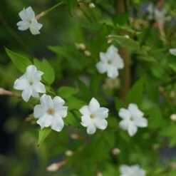 Jasmin Officinal 'affine' - Jasminum Officinalis 3l 6 Jasmin Officinal 'affine' - Jasminum Officinalis 3l -Emerald Soldes 641db2fa134182.77975992