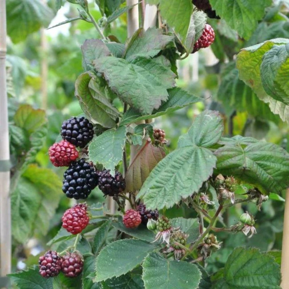 Mûre 'thornfree'- Rubus Fruticosus 3l 2 Mûre 'thornfree'- Rubus Fruticosus 3l – Image 2