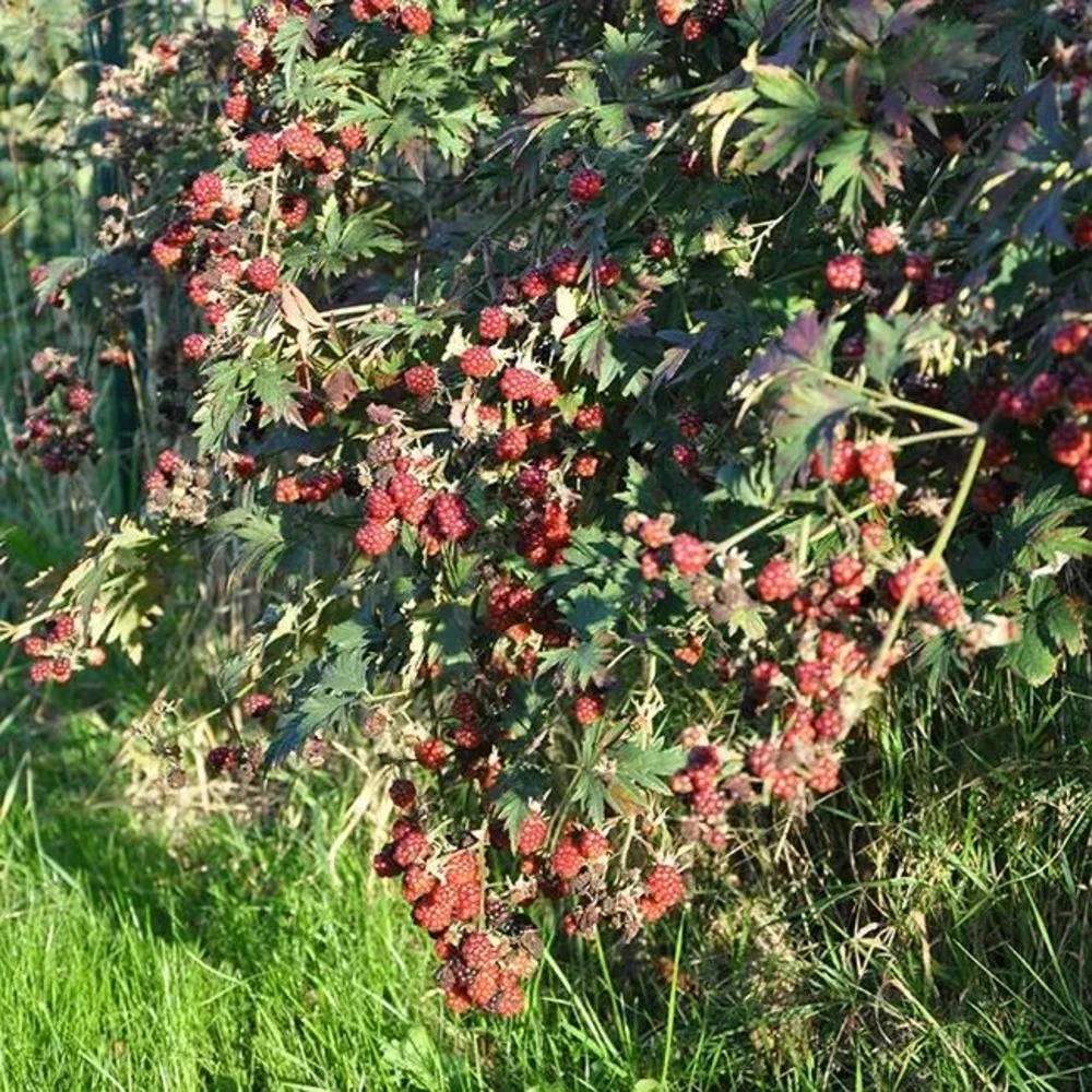 Mûre 'géante Des Jardins' - Rubus Fruticosus 3l 1 Mûre 'géante Des Jardins' - Rubus Fruticosus 3l