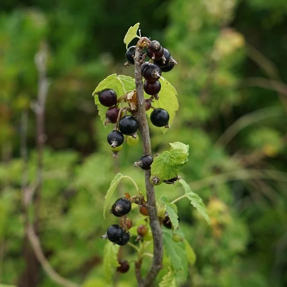 Cassissier 'andega' - Cassissier Nigrum 3l 2 Cassissier 'andega' - Cassissier Nigrum 3l – Image 2