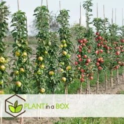 Assorti De 4 Arbres Fruitiers - Pot ⌀9cm - H.60-70cm (hauteur Pot Incluse) -Emerald Soldes 6421dd66e21009.57555330