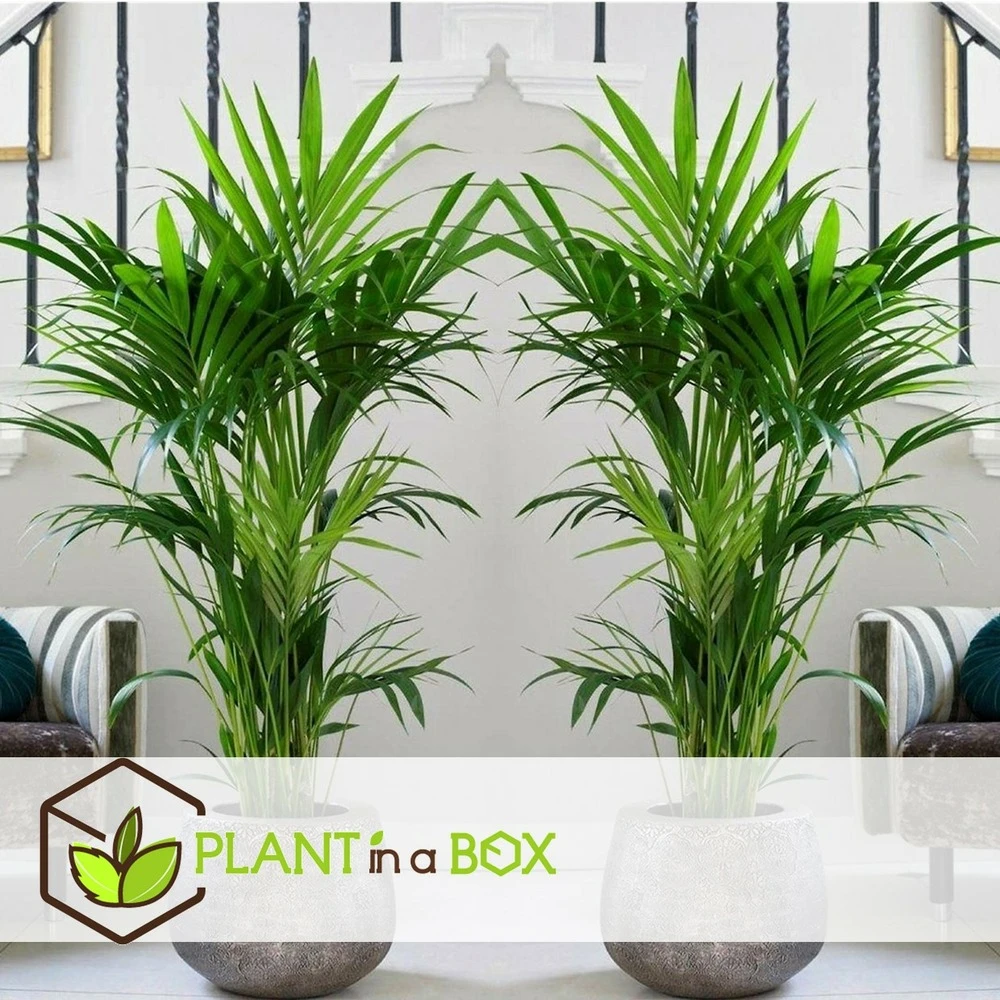 Palmier Kentia - Pot ⌀21 Cm - H. 130-140cm (hauteur Pot Incluse) 2 Palmier Kentia - Pot ⌀21 Cm - H. 130-140cm (hauteur Pot Incluse) – Image 2
