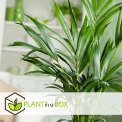 Palmier Kentia - Pot ⌀21 Cm - H. 130-140cm (hauteur Pot Incluse) 8 Palmier Kentia - Pot ⌀21 Cm - H. 130-140cm (hauteur Pot Incluse) -Emerald Soldes 6422e18667b5b7.10247257