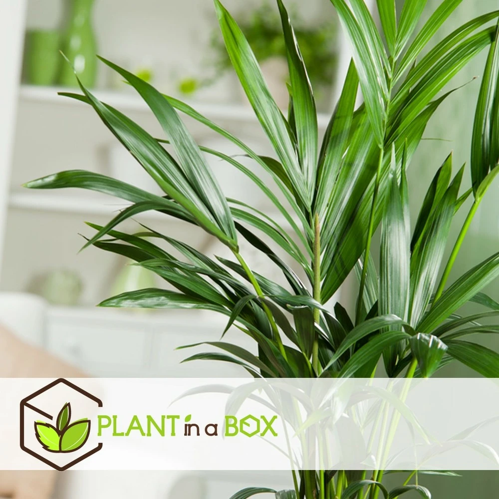 Palmier Kentia - Pot ⌀21 Cm - H. 130-140cm (hauteur Pot Incluse) 4 Palmier Kentia - Pot ⌀21 Cm - H. 130-140cm (hauteur Pot Incluse) – Image 4