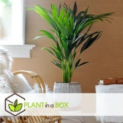 Palmier Kentia - Pot ⌀21 Cm - H. 130-140cm (hauteur Pot Incluse) 7 Palmier Kentia - Pot ⌀21 Cm - H. 130-140cm (hauteur Pot Incluse) -Emerald Soldes 6422e1866c5cc6.02870111