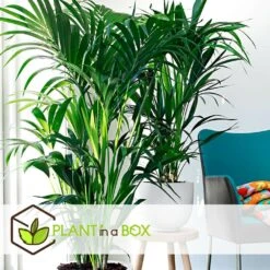 Palmier Kentia - Pot ⌀21 Cm - H. 130-140cm (hauteur Pot Incluse) 9 Palmier Kentia - Pot ⌀21 Cm - H. 130-140cm (hauteur Pot Incluse) -Emerald Soldes 6422e18682ded8.54376534