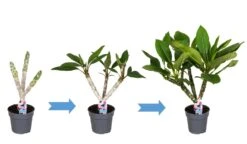 Plumeria Hawaaien - Pot ⌀17cm - H.55-75cm (hauteur Pot Incluse) 11 Plumeria Hawaaien - Pot ⌀17cm - H.55-75cm (hauteur Pot Incluse) -Emerald Soldes 6423324e313ab2.79596873