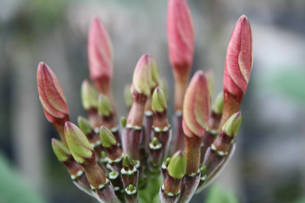 Plumeria Hawaaien - Pot ⌀17cm - H.55-75cm (hauteur Pot Incluse) 2 Plumeria Hawaaien - Pot ⌀17cm - H.55-75cm (hauteur Pot Incluse) – Image 2