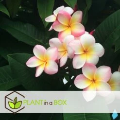 Plumeria Hawaaien - Pot ⌀17cm - H.55-75cm (hauteur Pot Incluse) 10 Plumeria Hawaaien - Pot ⌀17cm - H.55-75cm (hauteur Pot Incluse) -Emerald Soldes 6423324e3a2799.79275935