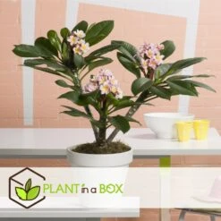 Plumeria Hawaaien - Pot ⌀17cm - H.55-75cm (hauteur Pot Incluse) 13 Plumeria Hawaaien - Pot ⌀17cm - H.55-75cm (hauteur Pot Incluse) -Emerald Soldes 6423324e50d857.41817764