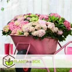 Set De 3 Hortensia Rose - Pot ⌀9cm - H.25-40cm (hauteur Pot Incluse) -Emerald Soldes 64233253af3a81.36590456