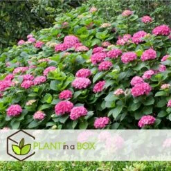 Set De 3 Hortensia Rose - Pot ⌀9cm - H.25-40cm (hauteur Pot Incluse) -Emerald Soldes 64233253b82f01.05331596