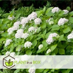 Set De 3 Hortensia Blanc - Pot ⌀9cm - H.25-40cm (hauteur Pot Incluse) -Emerald Soldes 64233254e0bae3.75313331