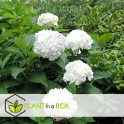 Set De 3 Hortensia Blanc - Pot ⌀9cm - H.25-40cm (hauteur Pot Incluse) -Emerald Soldes 64233254f3f363.76442034