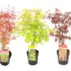 Set De 3 Erables Japonnais - Pot ⌀19cm - H.60-70cm (hauteur Pot Incluse) - Acer Japonica - Plantes Rustique