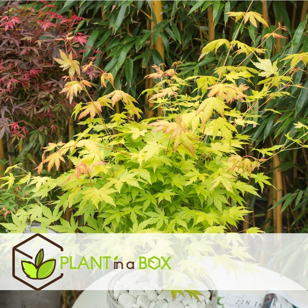 Set De 3 Erables Japonnais - Pot ⌀19cm - H.60-70cm (hauteur Pot Incluse) - Acer Japonica - Plantes Rustique 2 Set De 3 Erables Japonnais - Pot ⌀19cm - H.60-70cm (hauteur Pot Incluse) - Acer Japonica - Plantes Rustique – Image 2