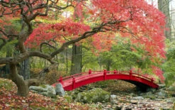 Set De 3 Erables Japonnais - Pot ⌀19cm - H.60-70cm (hauteur Pot Incluse) - Acer Japonica - Plantes Rustique 11 Set De 3 Erables Japonnais - Pot ⌀19cm - H.60-70cm (hauteur Pot Incluse) - Acer Japonica - Plantes Rustique -Emerald Soldes 64233256479f90.69850499