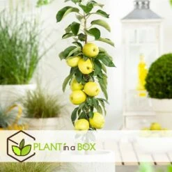 Set De 3 Pommiers - Pot ⌀9cm - H.60-70cm (hauteur Pot Incluse) 10 Set De 3 Pommiers - Pot ⌀9cm - H.60-70cm (hauteur Pot Incluse) -Emerald Soldes 642332687e7c20.05894686