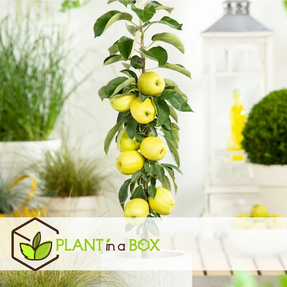 Set De 3 Pommiers - Pot ⌀9cm - H.60-70cm (hauteur Pot Incluse) 4 Set De 3 Pommiers - Pot ⌀9cm - H.60-70cm (hauteur Pot Incluse) – Image 4